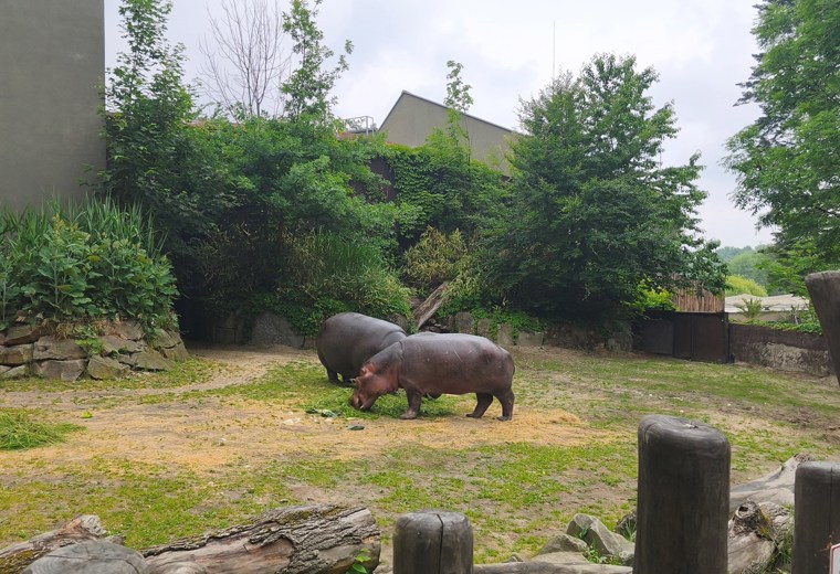 ZOO_1A_2