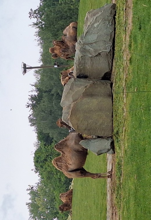 ZOO_1A_5
