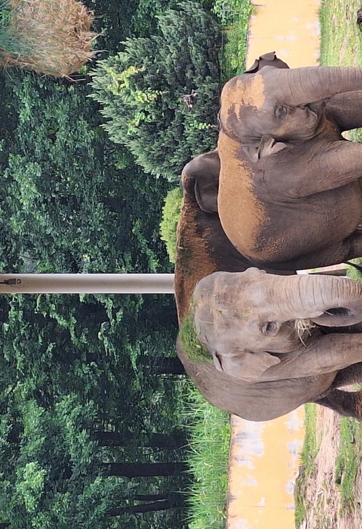 ZOO_1A_4