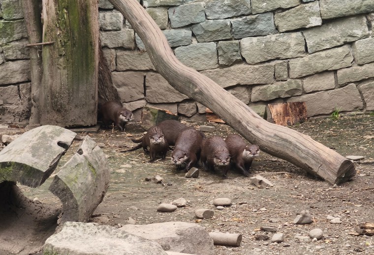 ZOO_1A_7